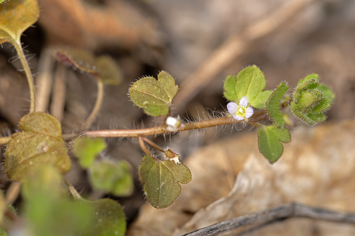 Image of Veronica sublobata specimen.