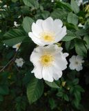 Rosa canina. Верхушка веточки с цветами. Ростовская обл., Азовский р-н, с. Кугей, верховье балки. 30.05.2025.