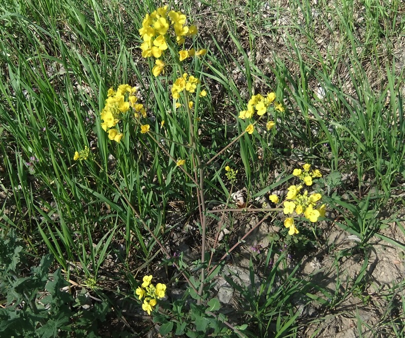 Изображение особи род Brassica.