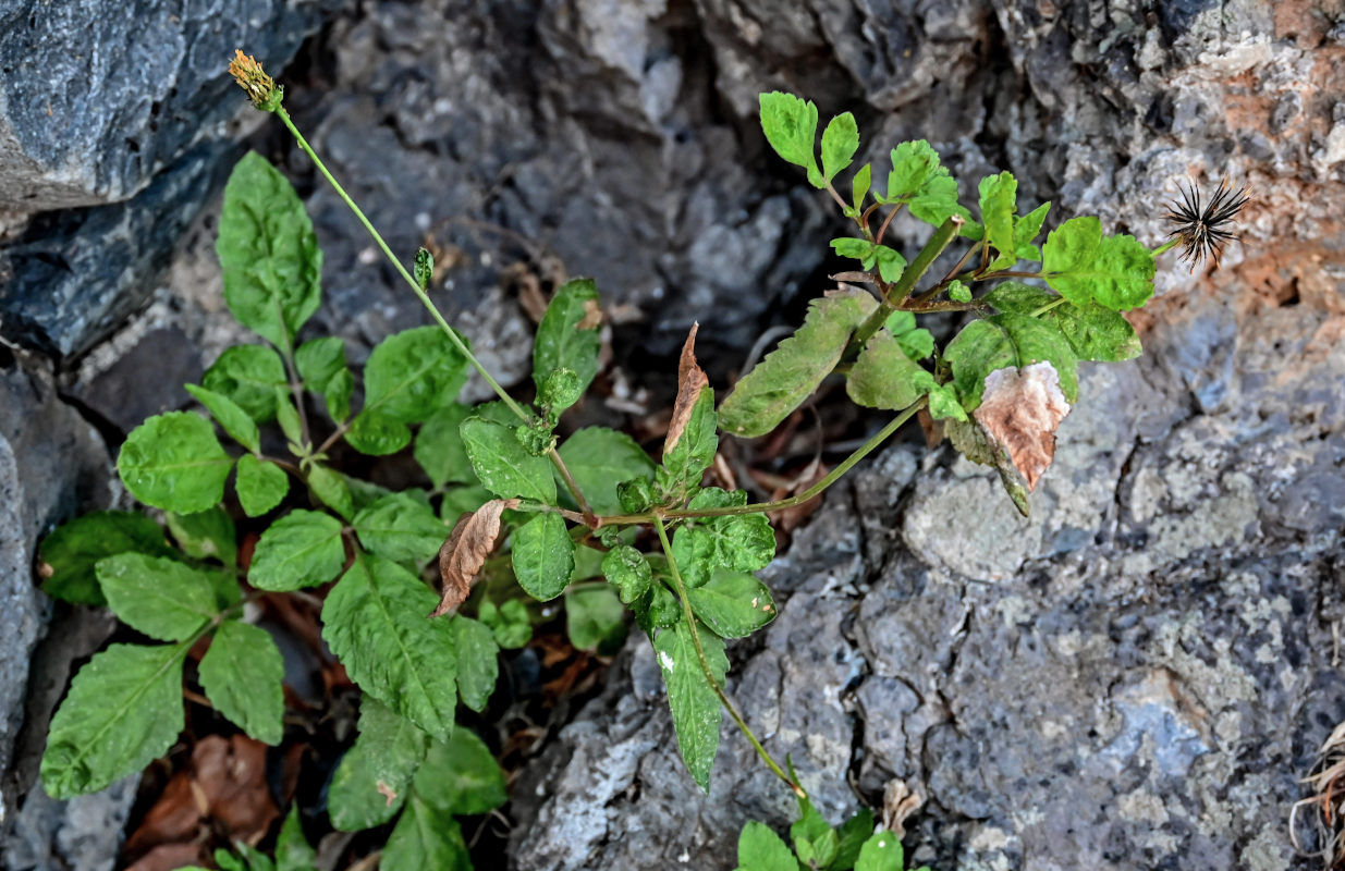 Изображение особи Bidens pilosa.