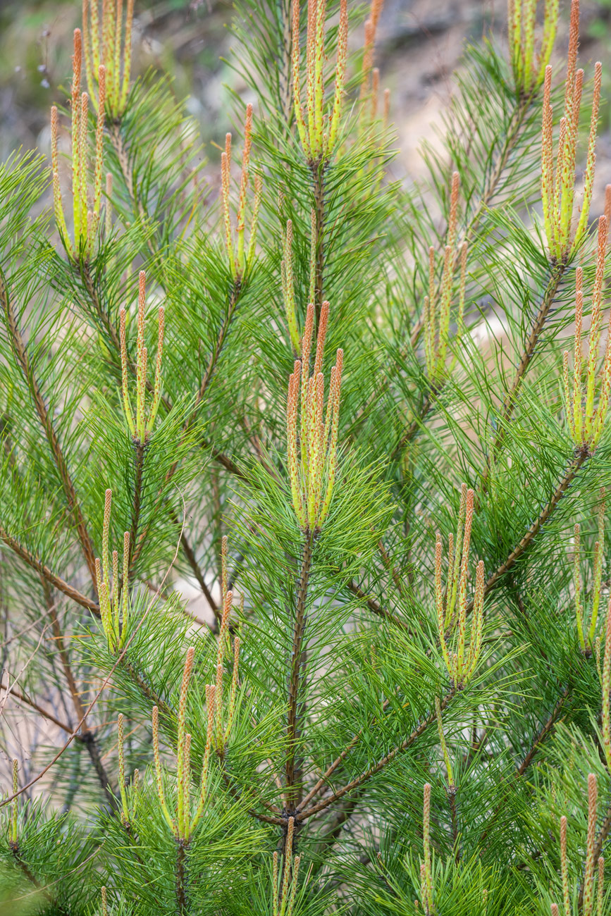 Image of Pinus densiflora specimen.