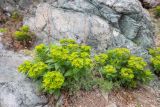 Euphorbia komaroviana. Цветущие растения с завязавшимися плодами в сообществе с Artemisia littoricola. Приморский край, ЗАТО Фокино, о. Путятина, скала у моря. 26.04.2026.