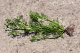 Matricaria discoidea