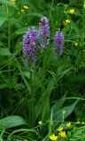 род Dactylorhiza