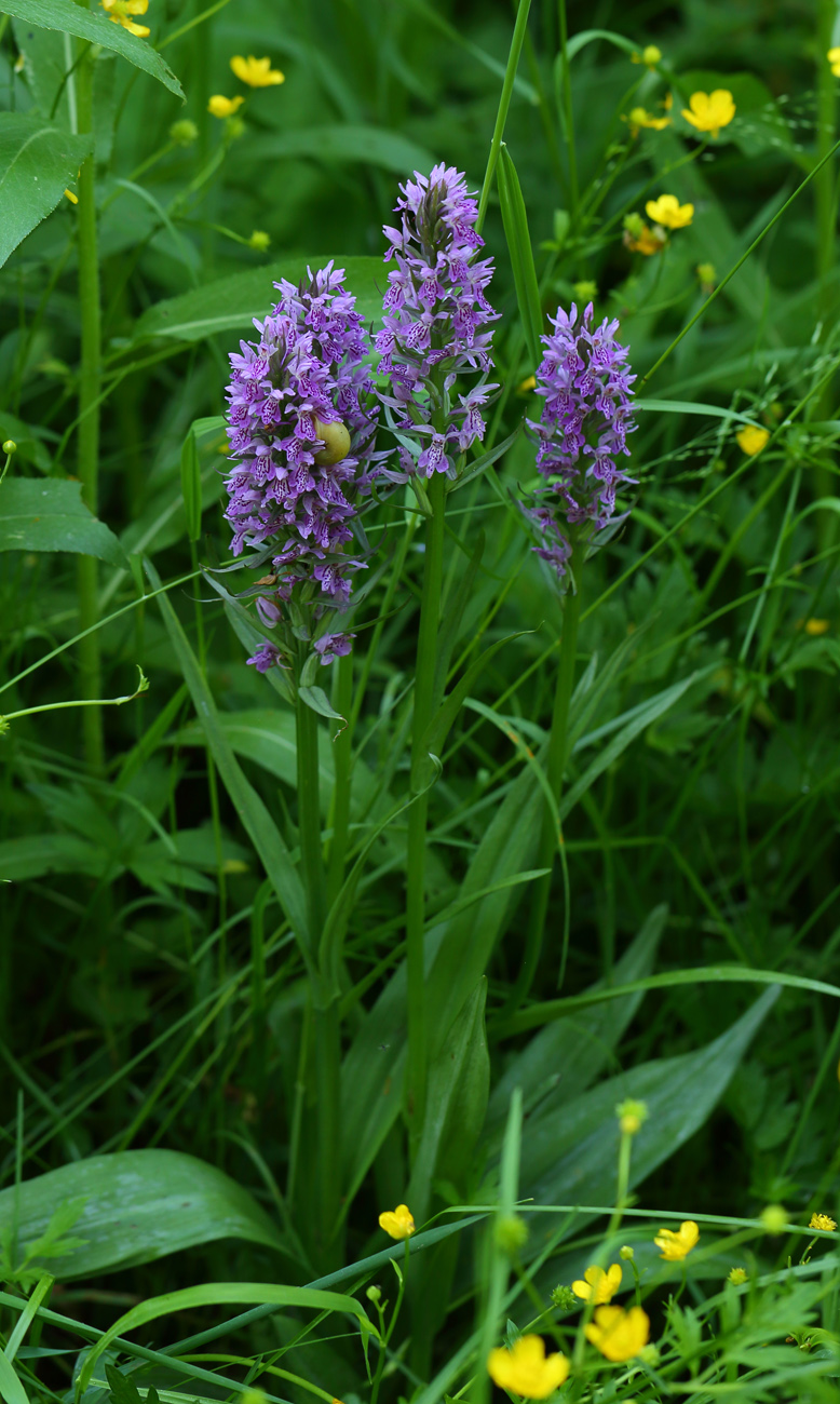 Изображение особи род Dactylorhiza.