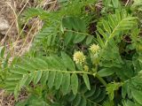 Astragalus uliginosus. Верхушка побега. Хабаровский край, г. Комсомольск-на-Амуре, берег р. Амур (Совхозная протока). 28.05.2026.