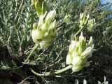 Astragalus petropylensis. Соцветия. Казахстан, Восточно-Казахстанская обл, Зайсанский р-н; Саур-Тарбагатай, сев. макросклон вост. части хр. Манрак, пер. Шиликты, ≈ 1150 м н.у.м., скалисто-каменистый на склон юго-вост. экспозиции. 12 мая 2026 г.