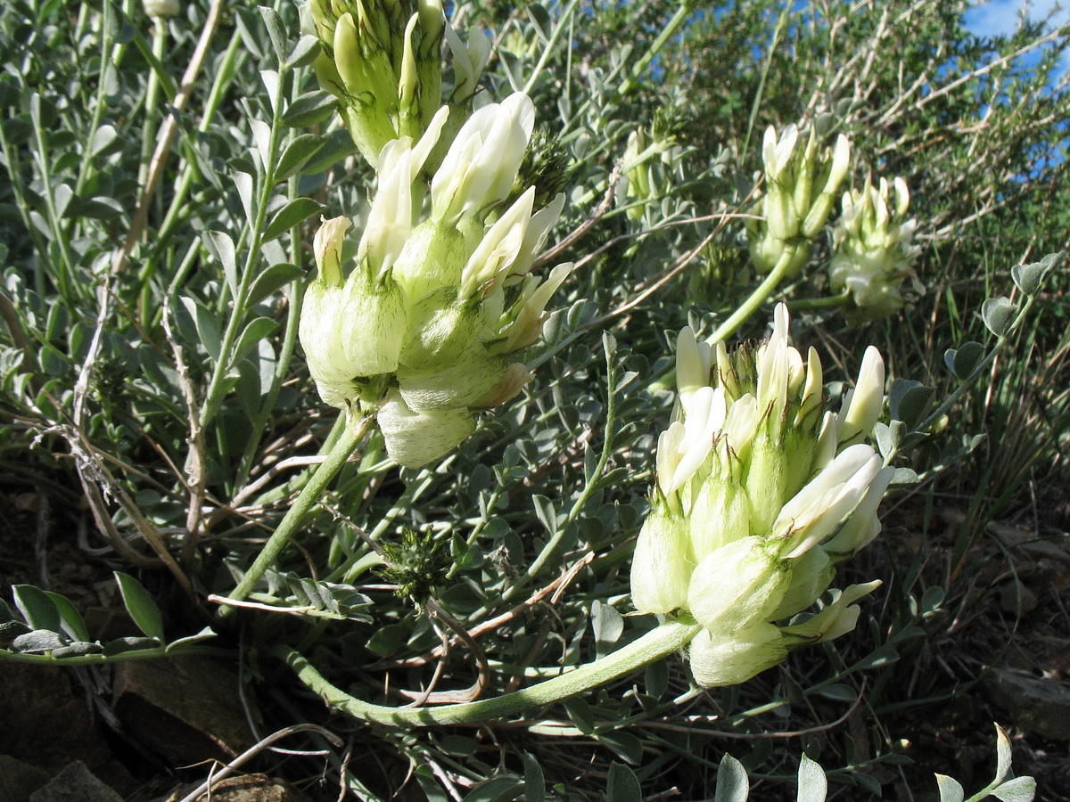 Image of Astragalus petropylensis specimen.