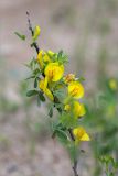 Chamaecytisus ruthenicus. Побег с цветками. Республика Марий Эл, Килемарский р-н, окр. пос. Озёрный, опушка соснового леса. 30.05.2026.