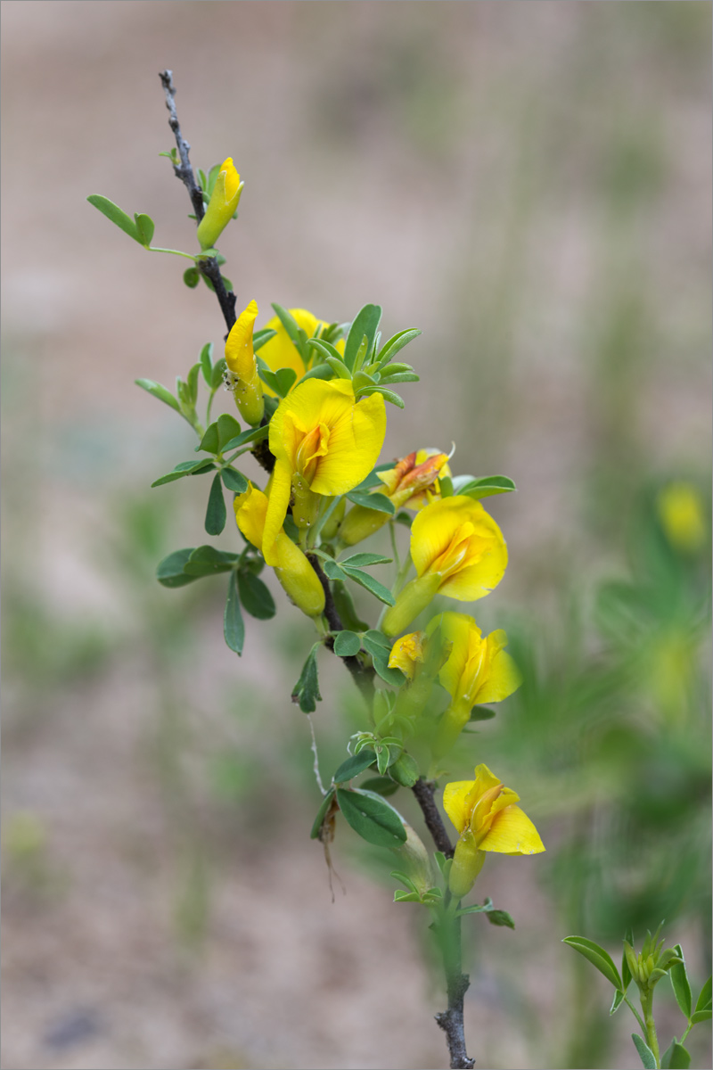 Image of Chamaecytisus ruthenicus specimen.