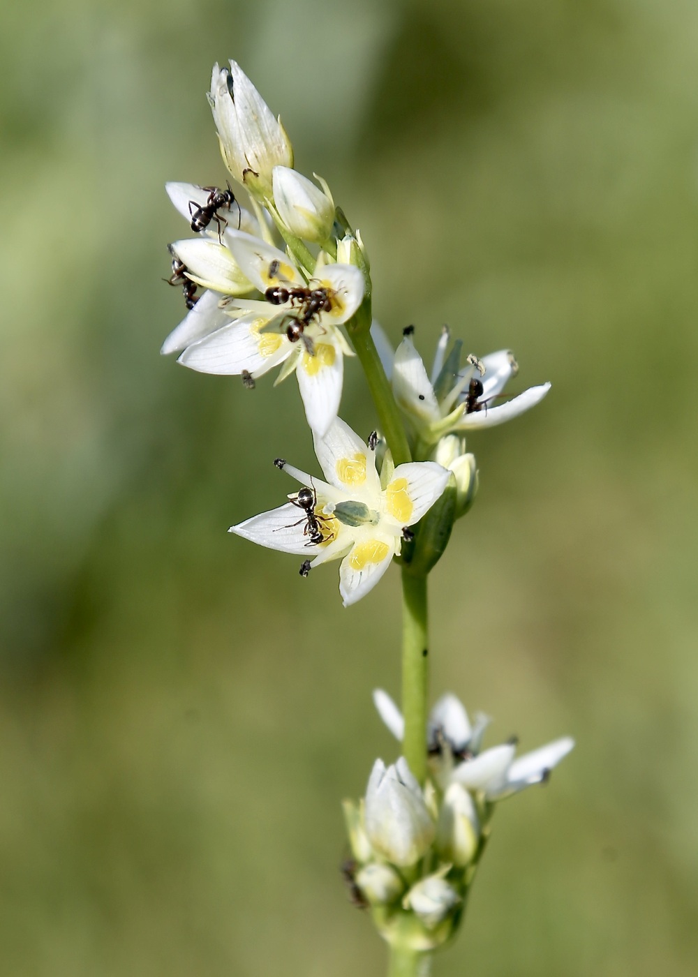 Image of Swertia lactea specimen.