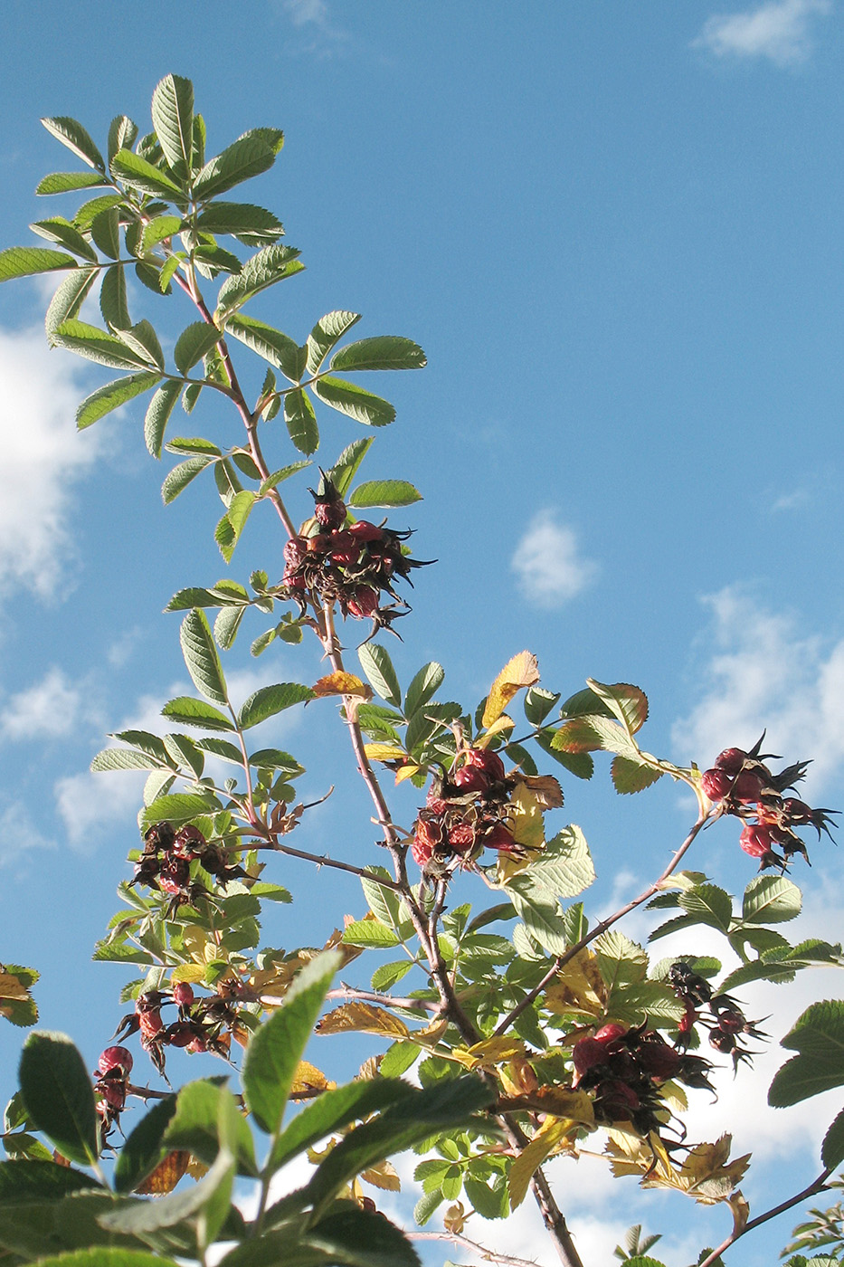 Image of genus Rosa specimen.