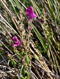 Antirrhinum cirrhigerum