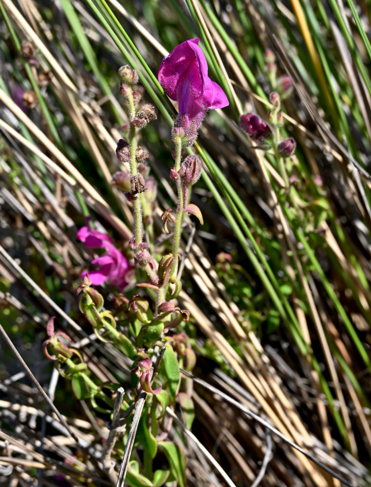 Изображение особи Antirrhinum cirrhigerum.