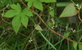 Fallopia convolvulus