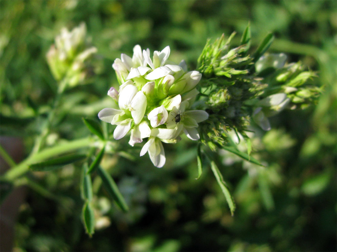 Изображение особи Medicago sativa.