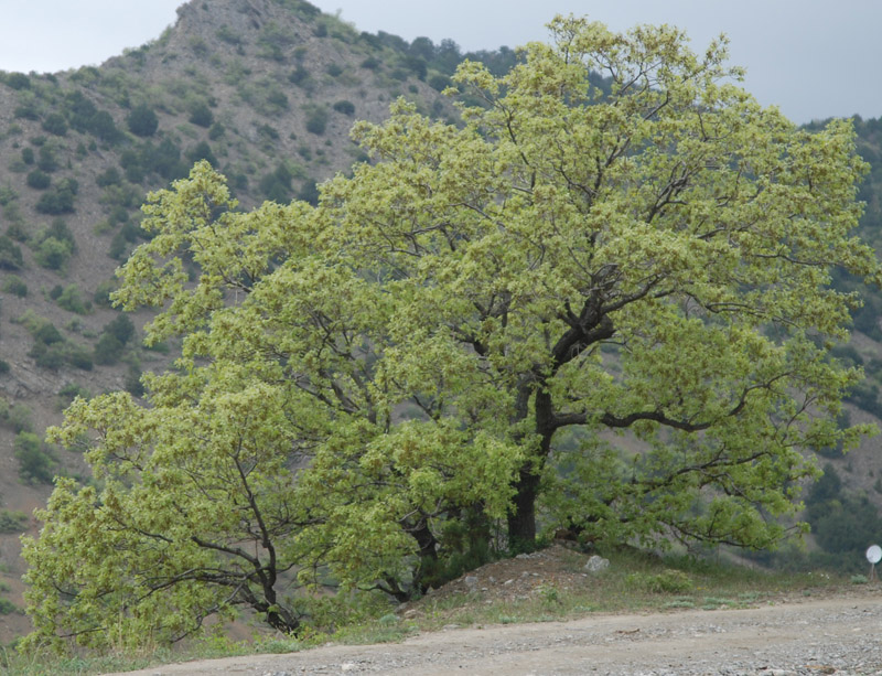 Изображение особи Quercus pubescens.