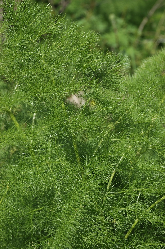 Image of Prangos pabularia specimen.