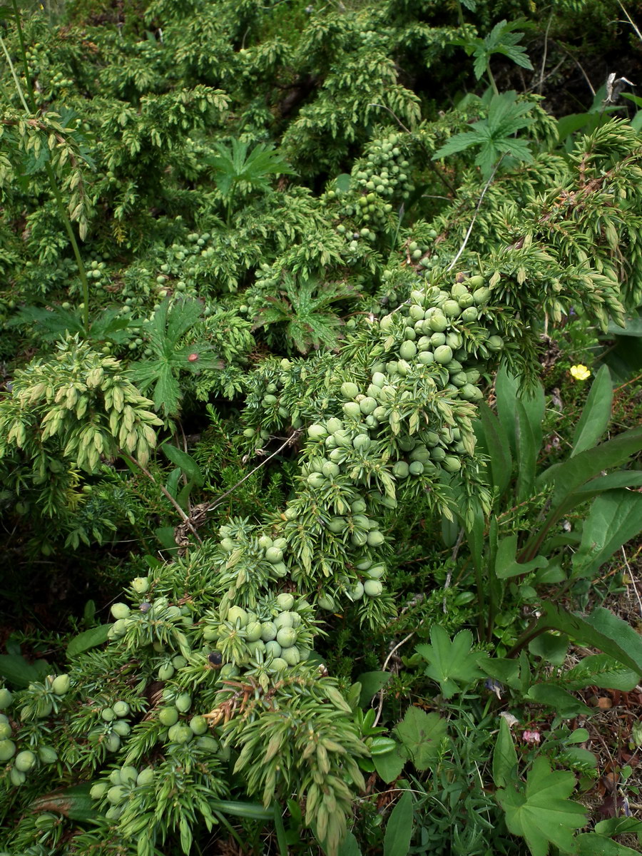 Image of Juniperus sibirica specimen.