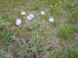 Lactuca tatarica. Цветущее растение. Новосибирская обл., Карасукский р-н, с. Благодатное, луг. 06.07.2011.