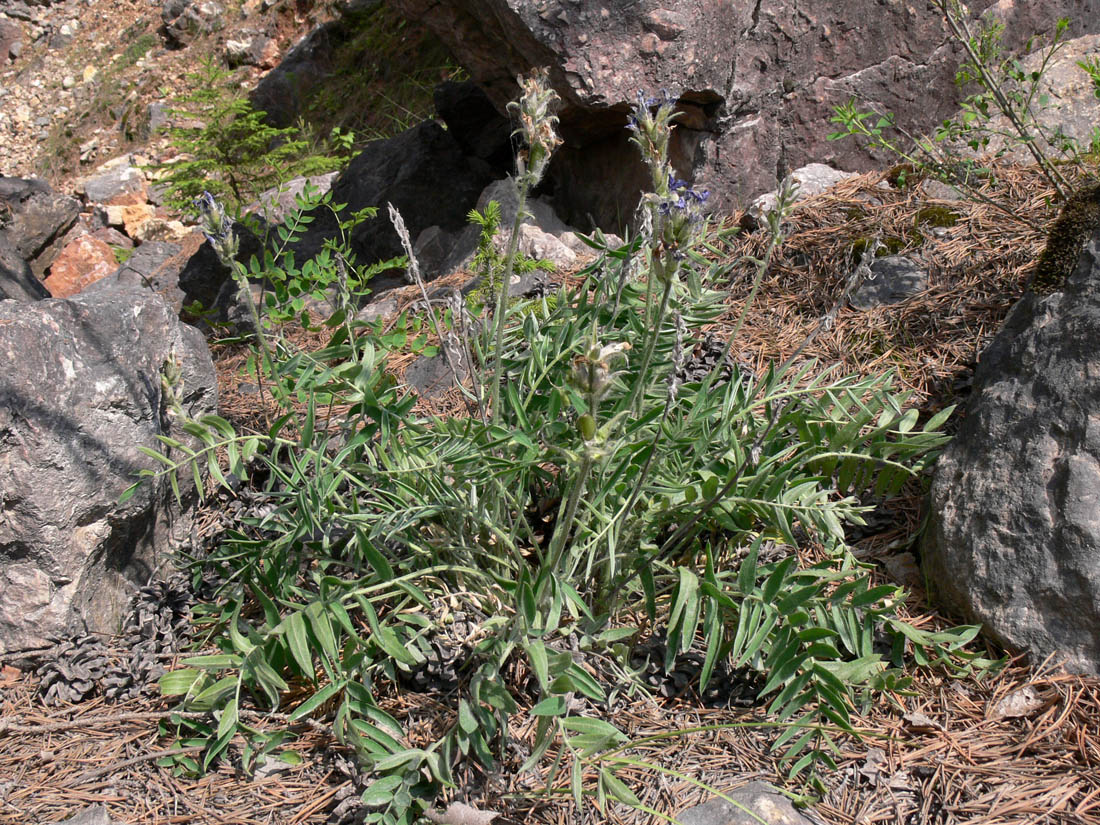 Изображение особи Oxytropis ivdelensis.