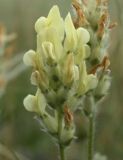 Image of taxon representative. Author is Михаил Князев