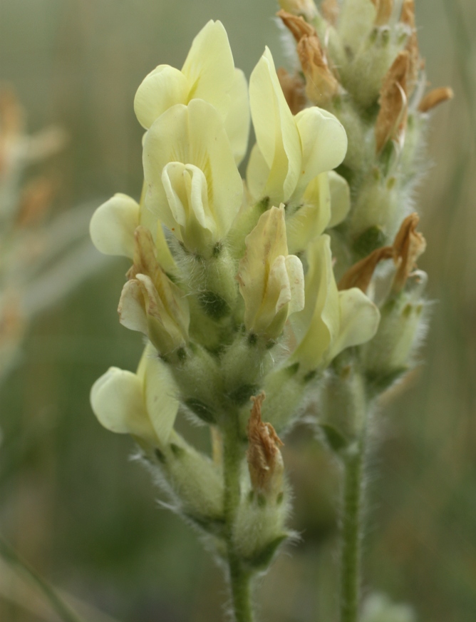 Изображение особи Oxytropis gmelinii.