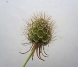 Scabiosa ochroleuca