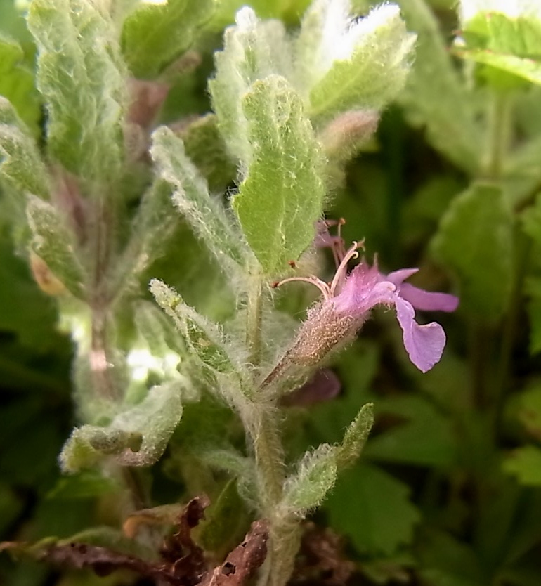 Image of Teucrium scordioides specimen.