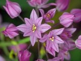 Allium oreophilum. Цветки (в центре слева - аномальный восьмичленный цветок). Московская обл., Раменский р-н, окр. дер. Хрипань, дачный участок. 27.06.2004.
