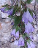 Campanula ossetica