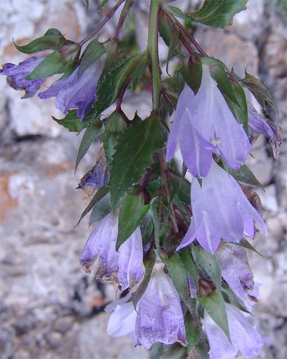 Изображение особи Campanula ossetica.