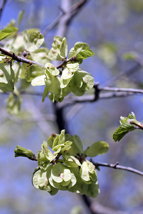 Изображение особи Ulmus pumila.