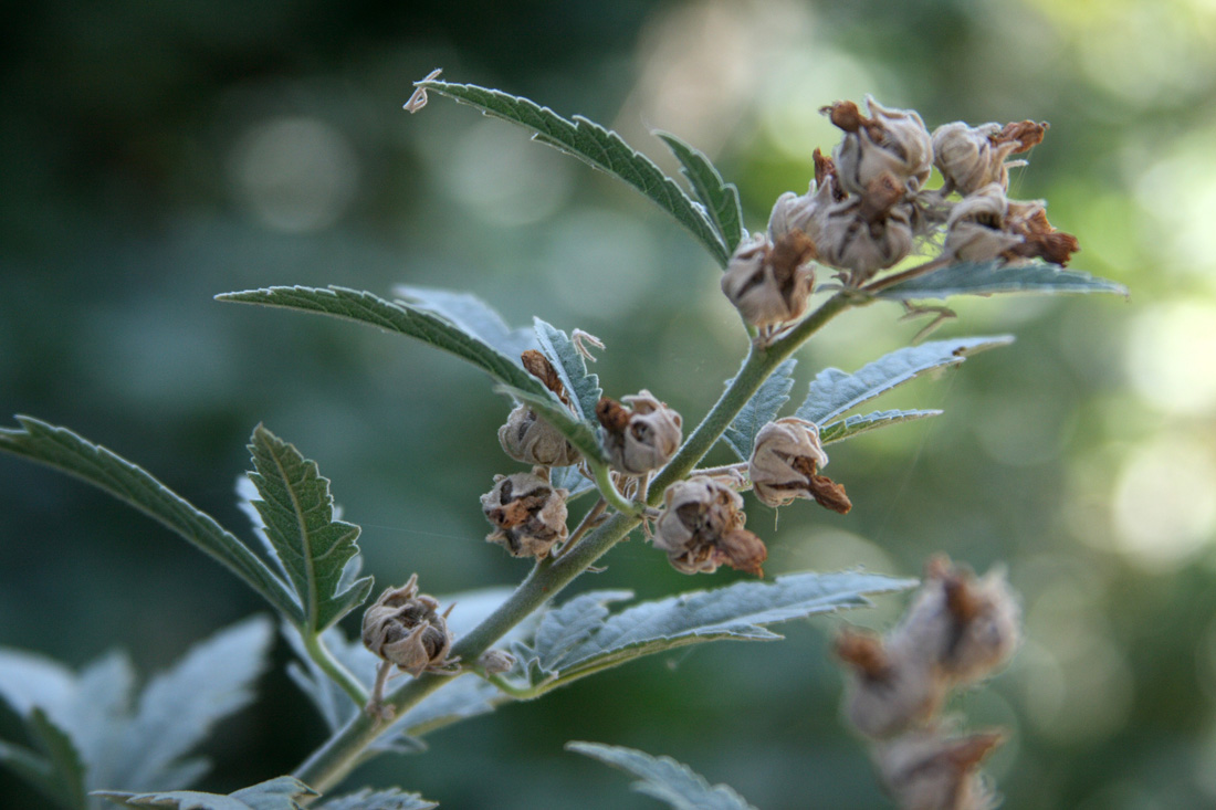 Image of Althaea broussonetiifolia specimen.