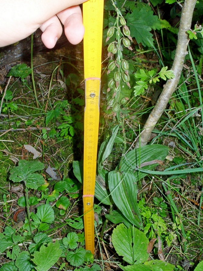 Image of Epipactis helleborine specimen.