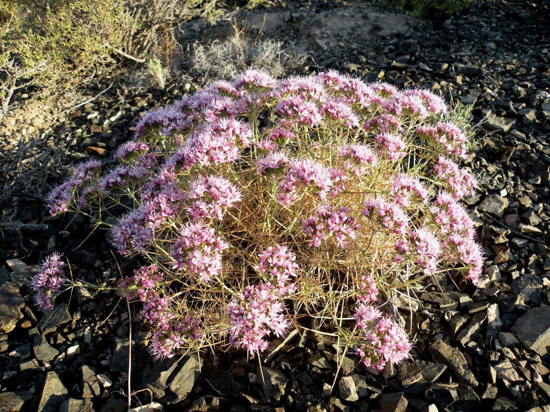 Изображение особи Acanthophyllum pungens.