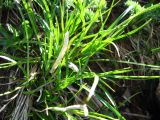 Carex tristis