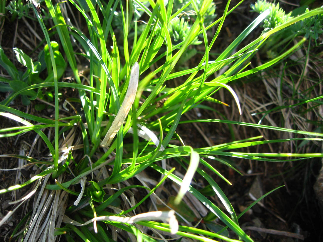 Image of Carex tristis specimen.