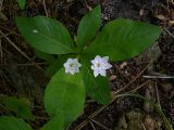 Trientalis europaea. Цветущее растение. Киев, Святошинский лес. 15 мая 2008 г.