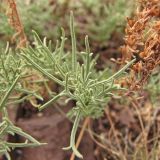 Veronica capsellicarpa