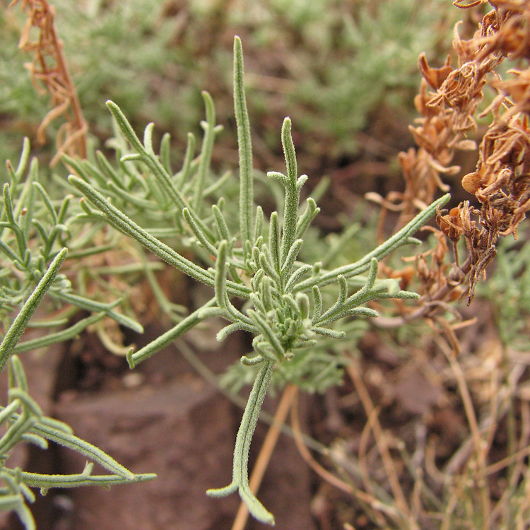 Image of Veronica capsellicarpa specimen.