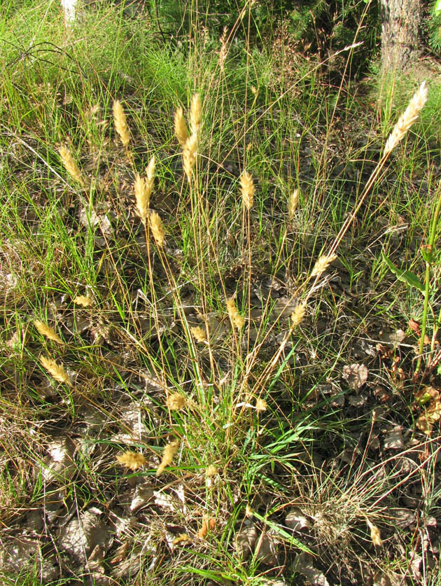 Image of Anthoxanthum odoratum specimen.