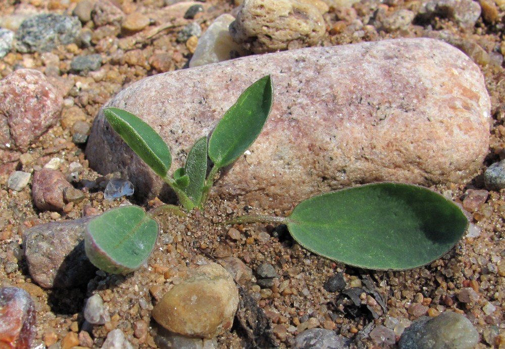 Image of Anthyllis arenaria specimen.