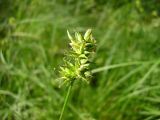 Carex spicata