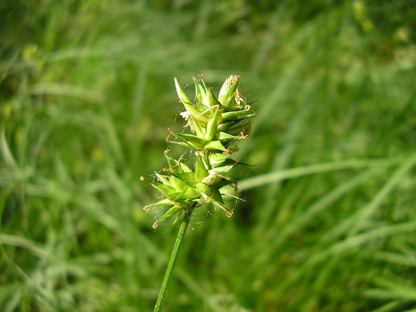 Изображение особи Carex spicata.