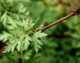 familia Apiaceae. Часть побега. Приморский край, Лазовский р-н, Лазовский заповедник, кордон Карпадь, каменистый берег р. Прямушки. 19.08.2009.