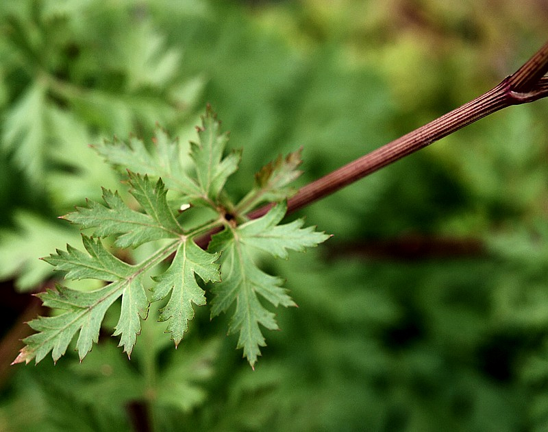 Image of familia Apiaceae specimen.