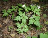 Geranium robertianum