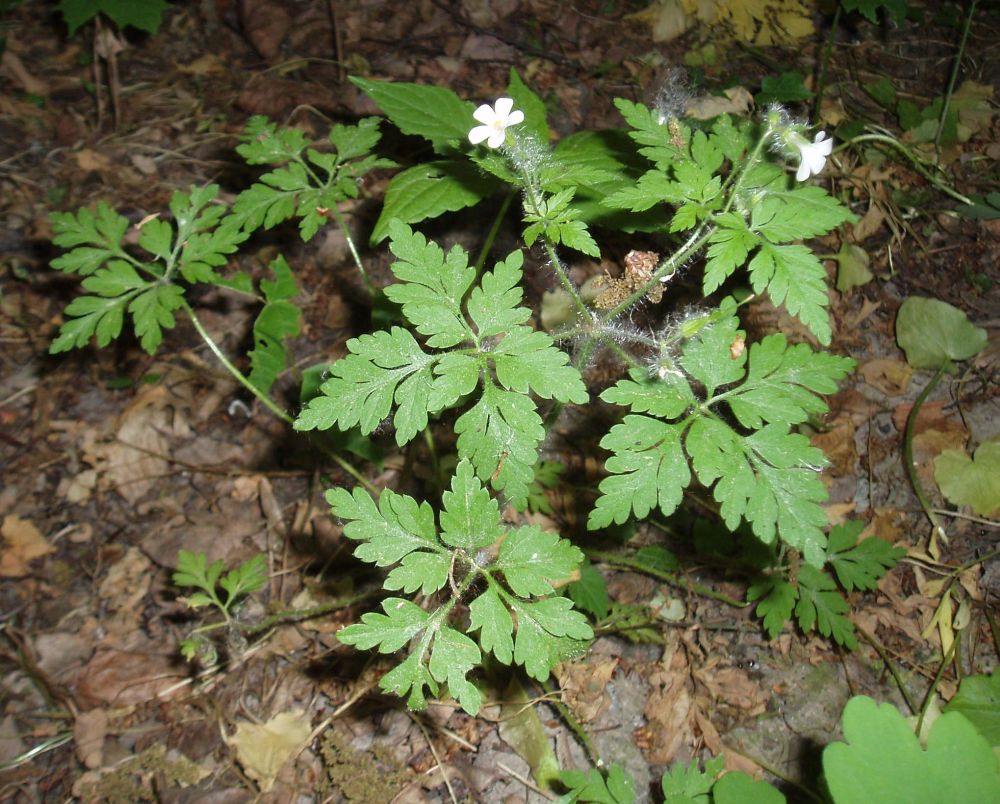 Изображение особи Geranium robertianum.