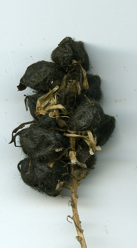 Image of Astragalus cicer specimen.